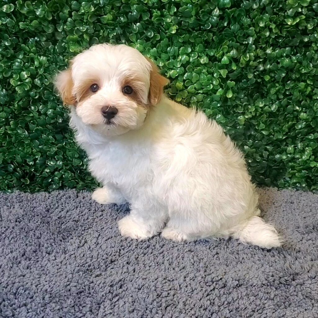 Buckaroo - Maltipoo - Image 1