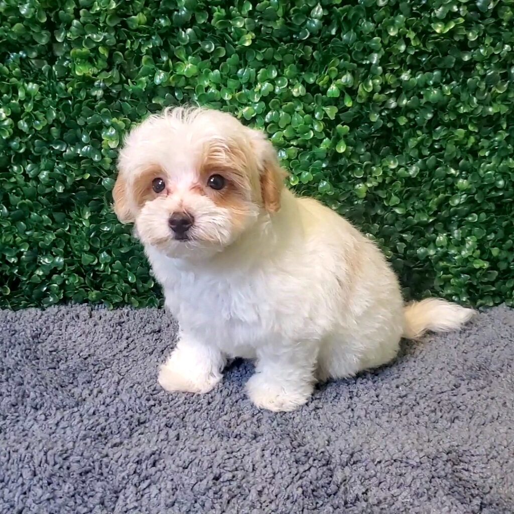 Salem - Maltipoo - Image 1