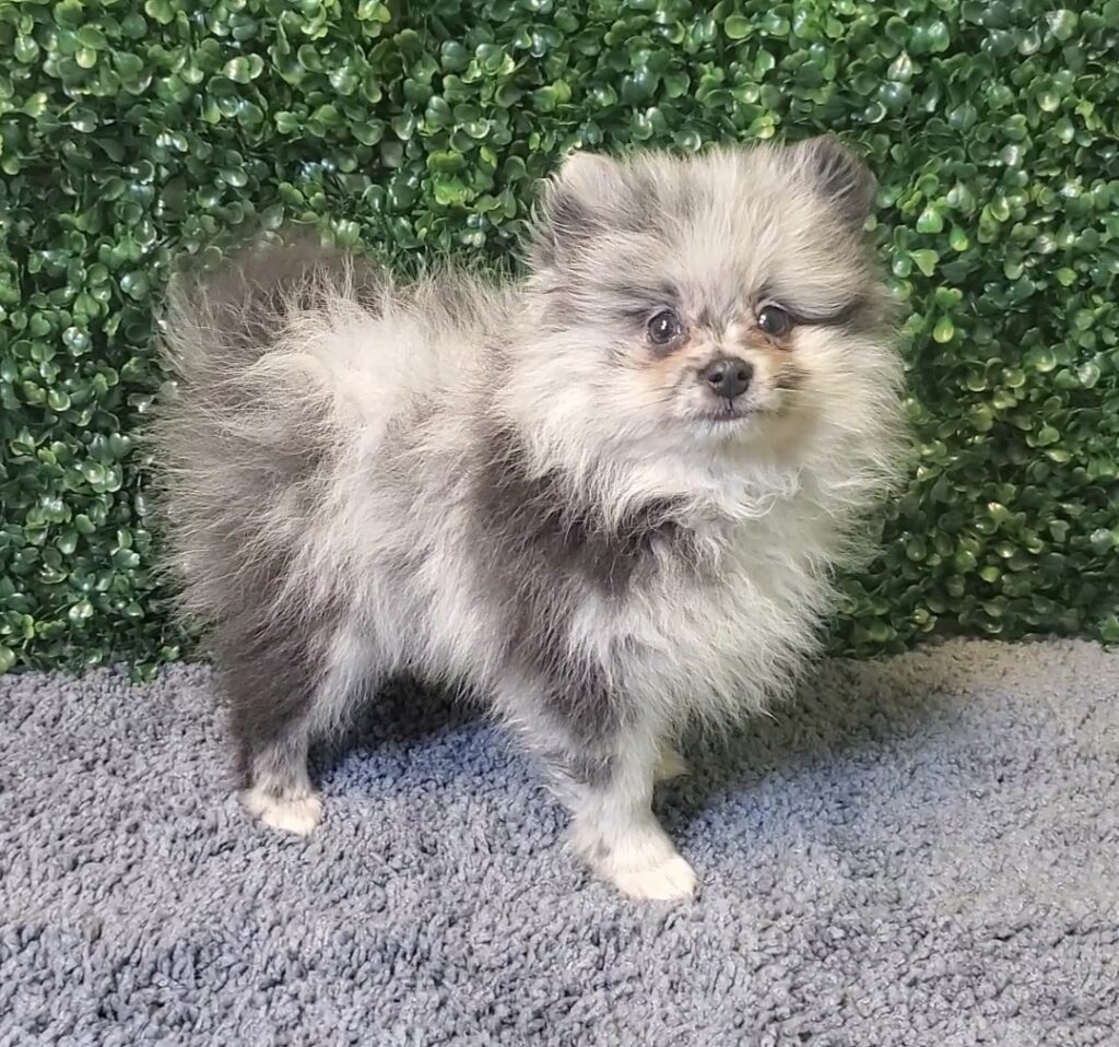 Ranger - Pomeranian - Image 1