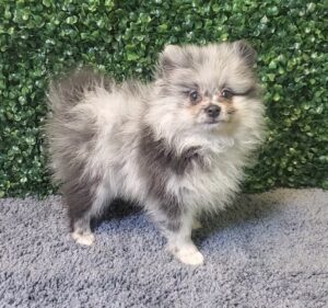 Pomeranian Puppy