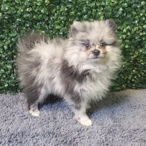 32-Pomeranian