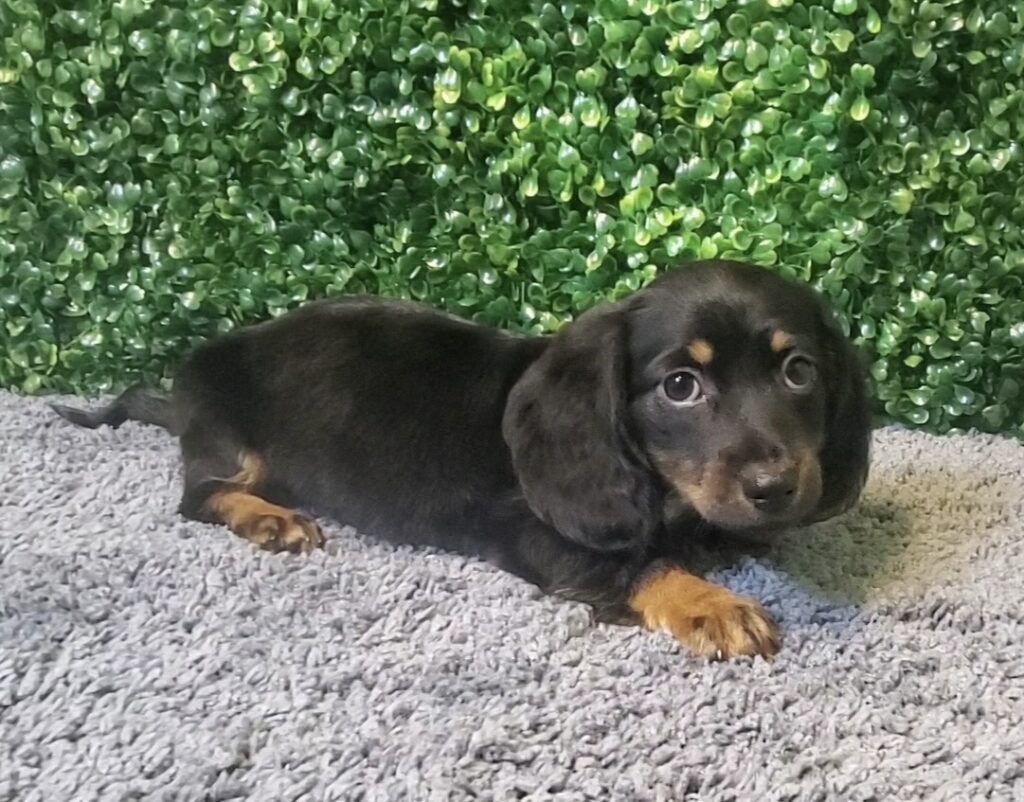 Kite - Mini Dachshund - Image 1