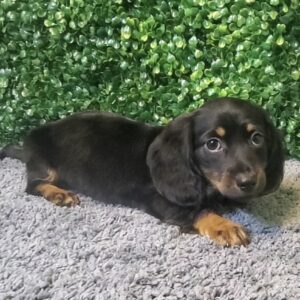 31-Mini Dachshund