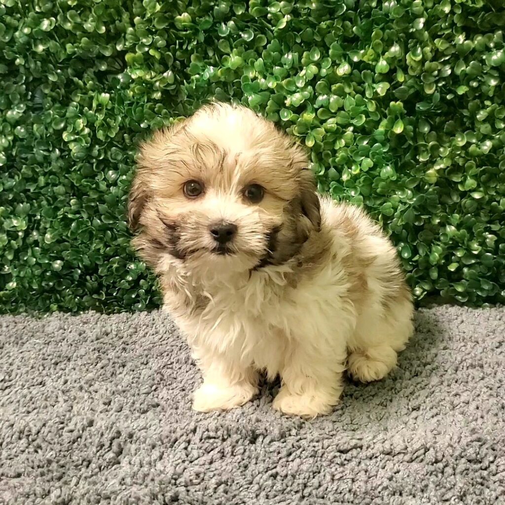 Timber - Havanese - Image 1