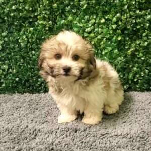 26-Havanese