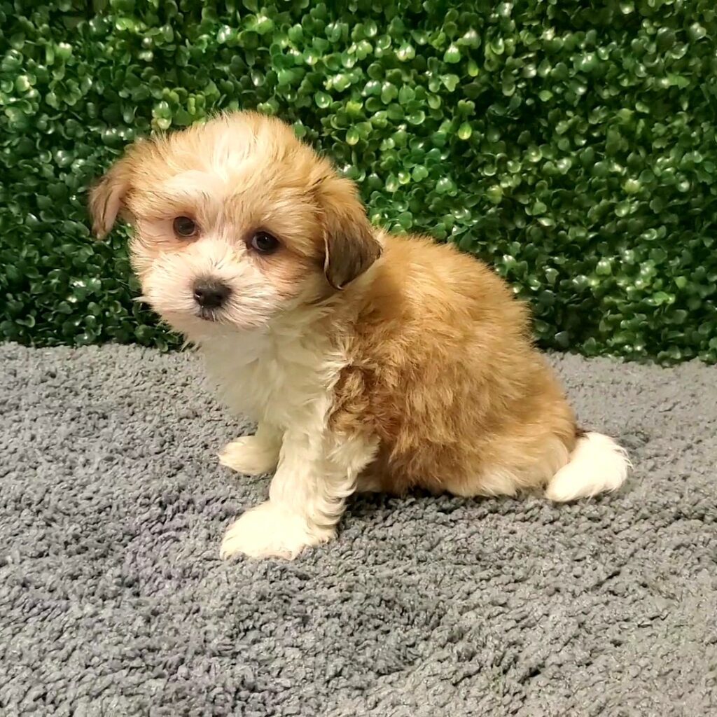 Sheriff - Havanese - Image 1