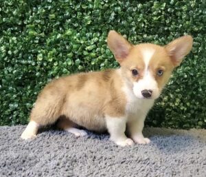 Welsh Corgi Pembroke Puppy