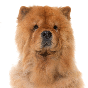Oklahoma Puppy Cottage Chow Chow