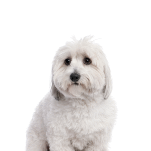 Oklahoma Puppy Cottage Coton De Tulear
