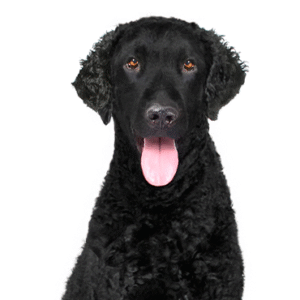 Oklahoma Puppy Cottage Curly-Coated Retriever