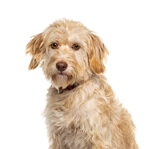 Oklahoma Puppy Cottage Labradoodle