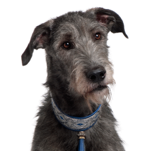 Oklahoma Puppy Cottage Scottish Deerhound
