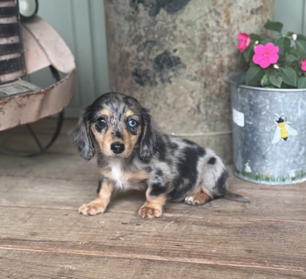 Harbor - Mini Dachshund - Image 1