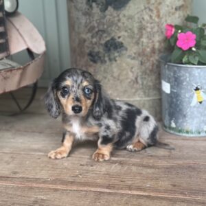 Mini Dachshund