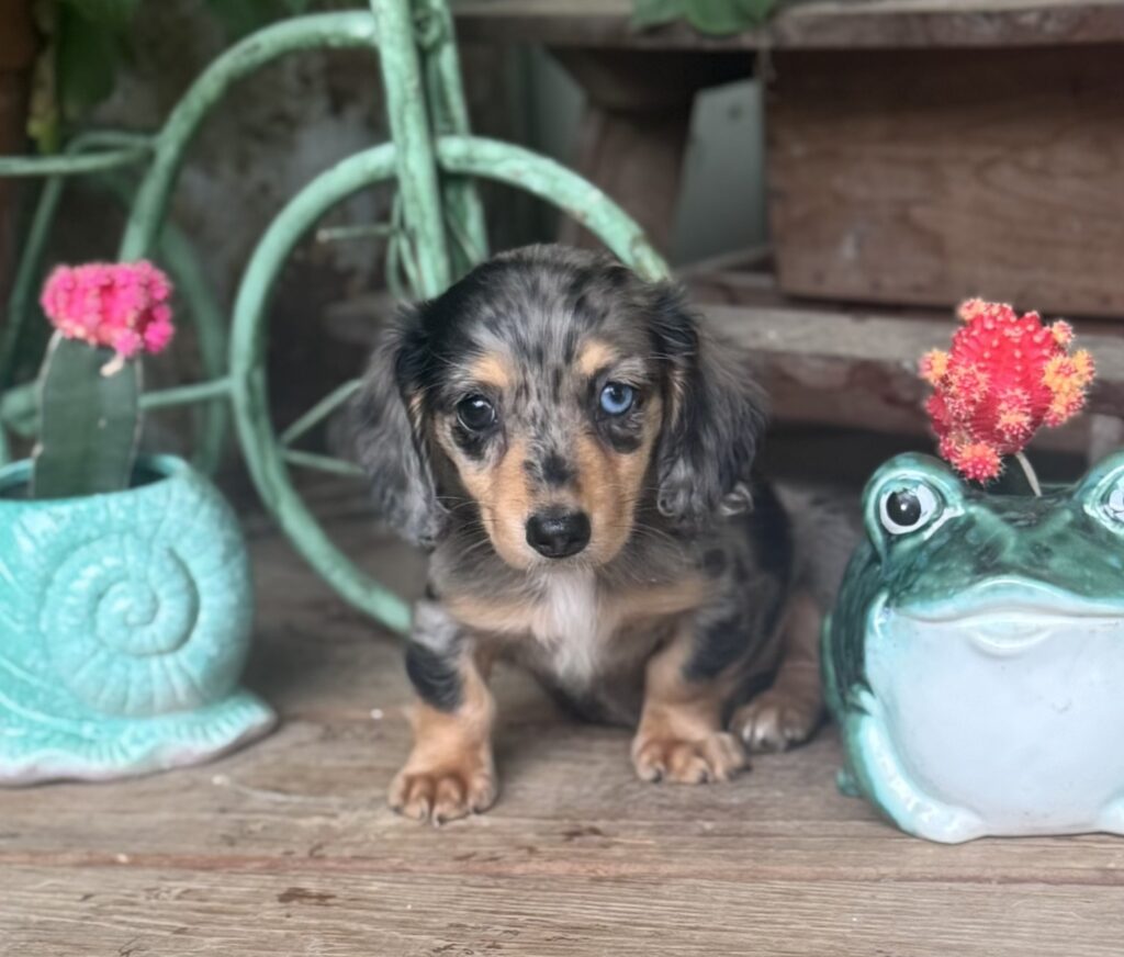 Harbor - Mini Dachshund - Image 2