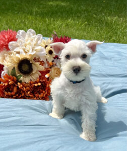 Schnauzer Miniature Puppy