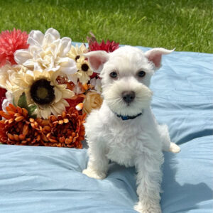Mini Schnauzer
