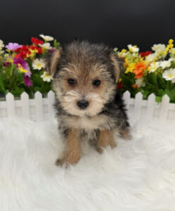Morkie Puppy