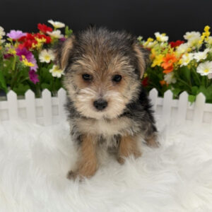 Morkie