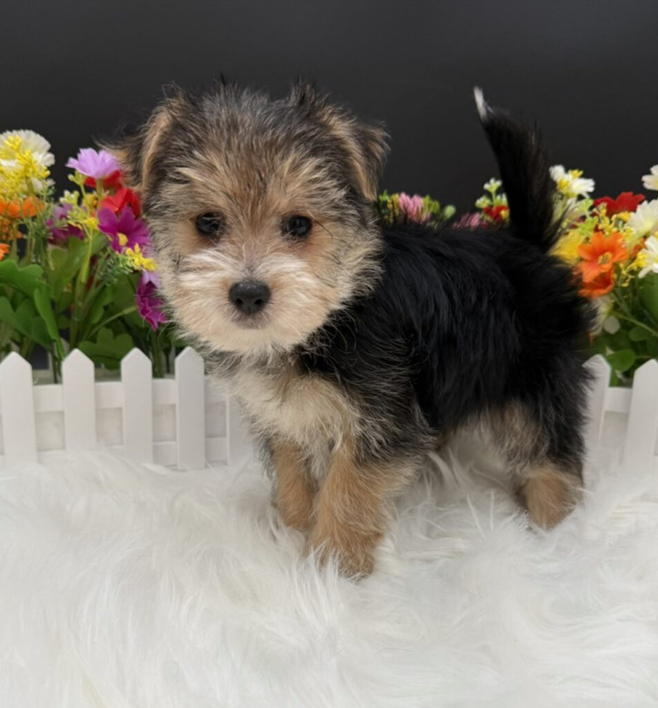 Talia - Morkie - Image 2