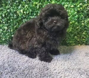 Maltipoo Puppy