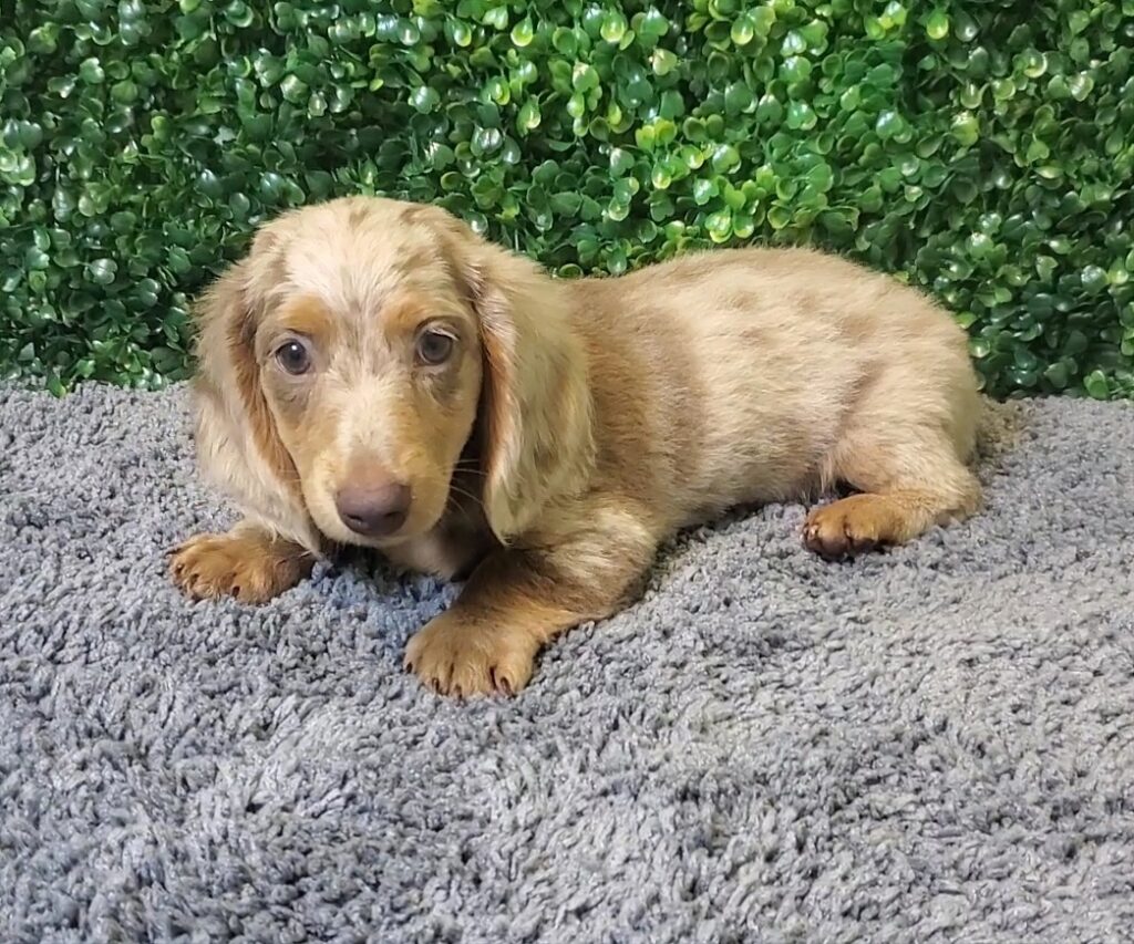 Beckett - Mini Dachshund - Image 1