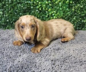 Mini Dachshund Puppy