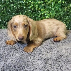 Mini Dachshund
