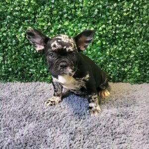 French Bulldog Puppy