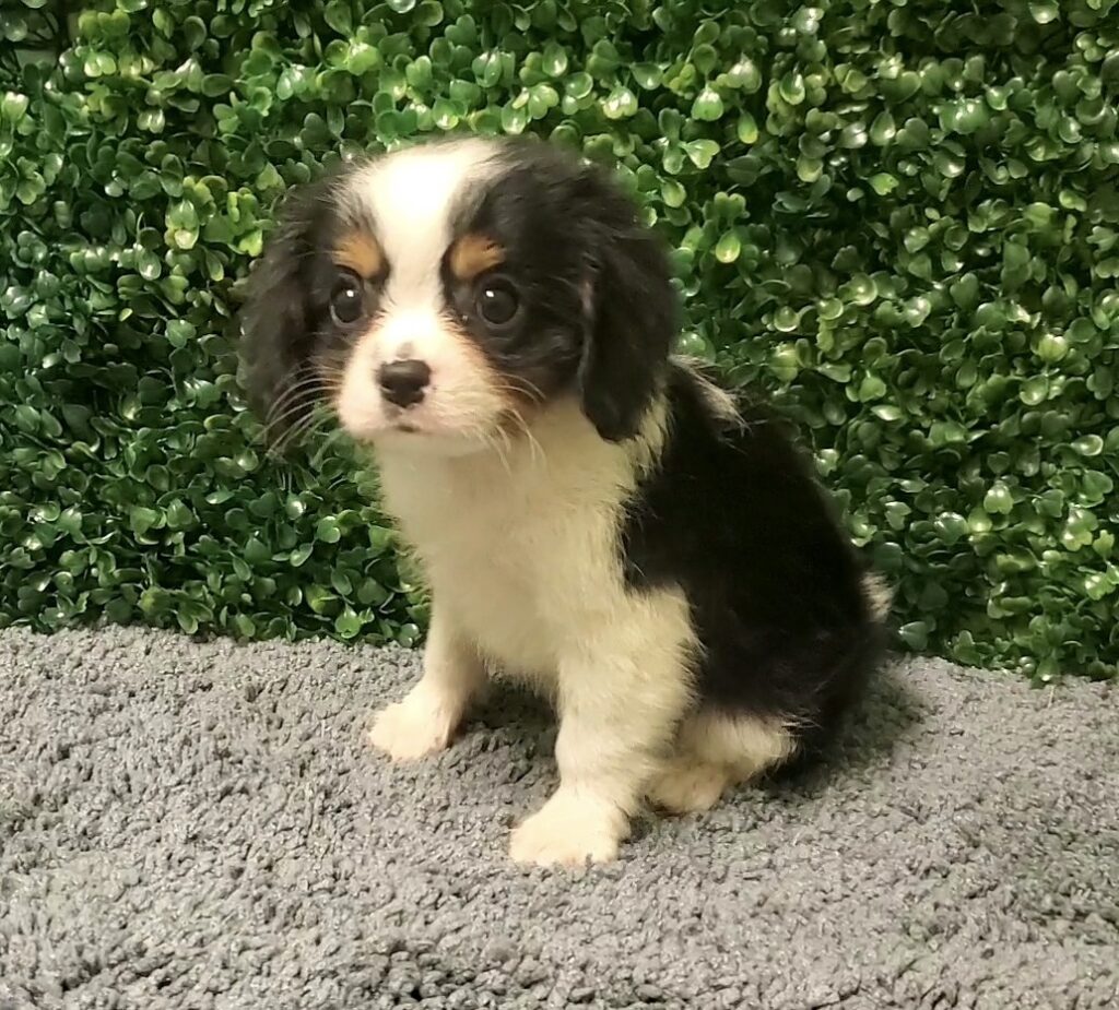 Spartan - Cavalier King Charles Spaniel - Image 2