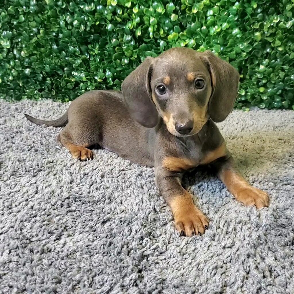 Sherman - Mini Dachshund - Image 1