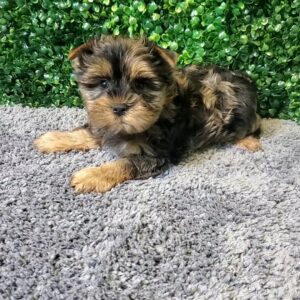 Yorkshire Terrier Puppy