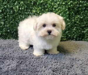 Maltese Puppy
