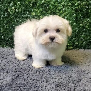 Maltese