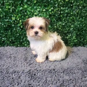 Morkie Puppy