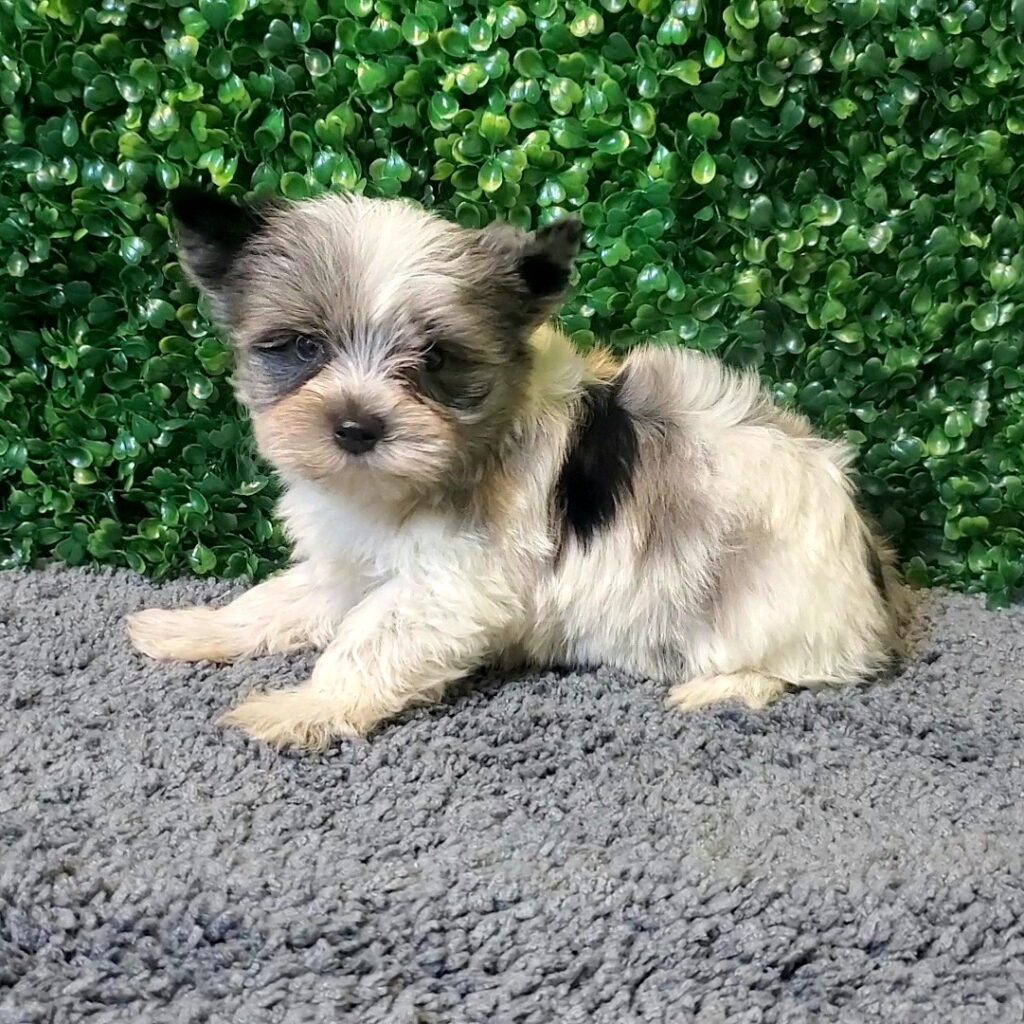 Radar - Teacup Yorkie - Image 1