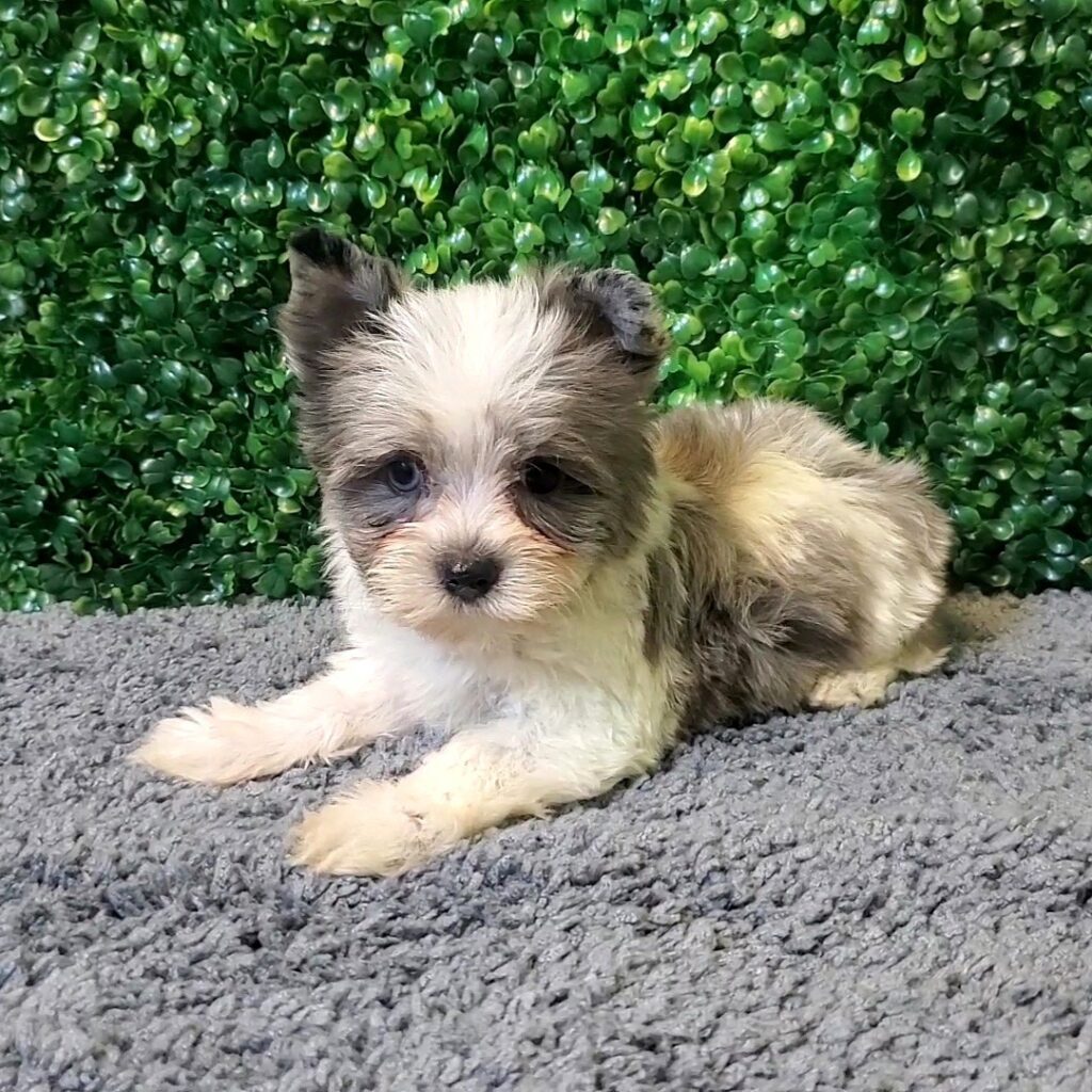 Roscoe - Teacup Yorkie - Image 1