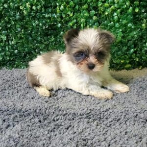 Teacup Yorkie Puppy