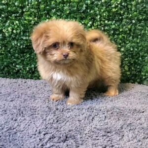 Shiranian Puppy