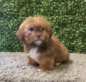 HavaTzu Puppy