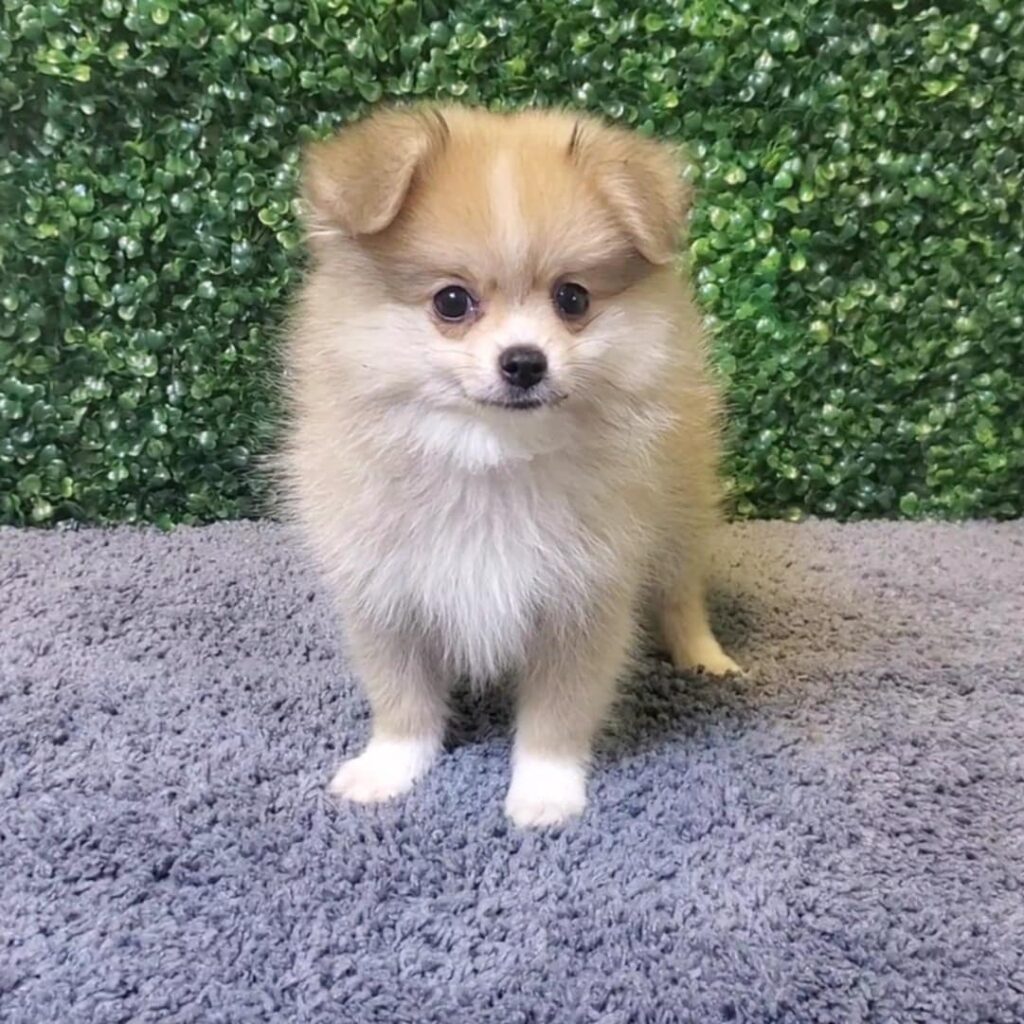 Clover - Pomeranian - Image 1