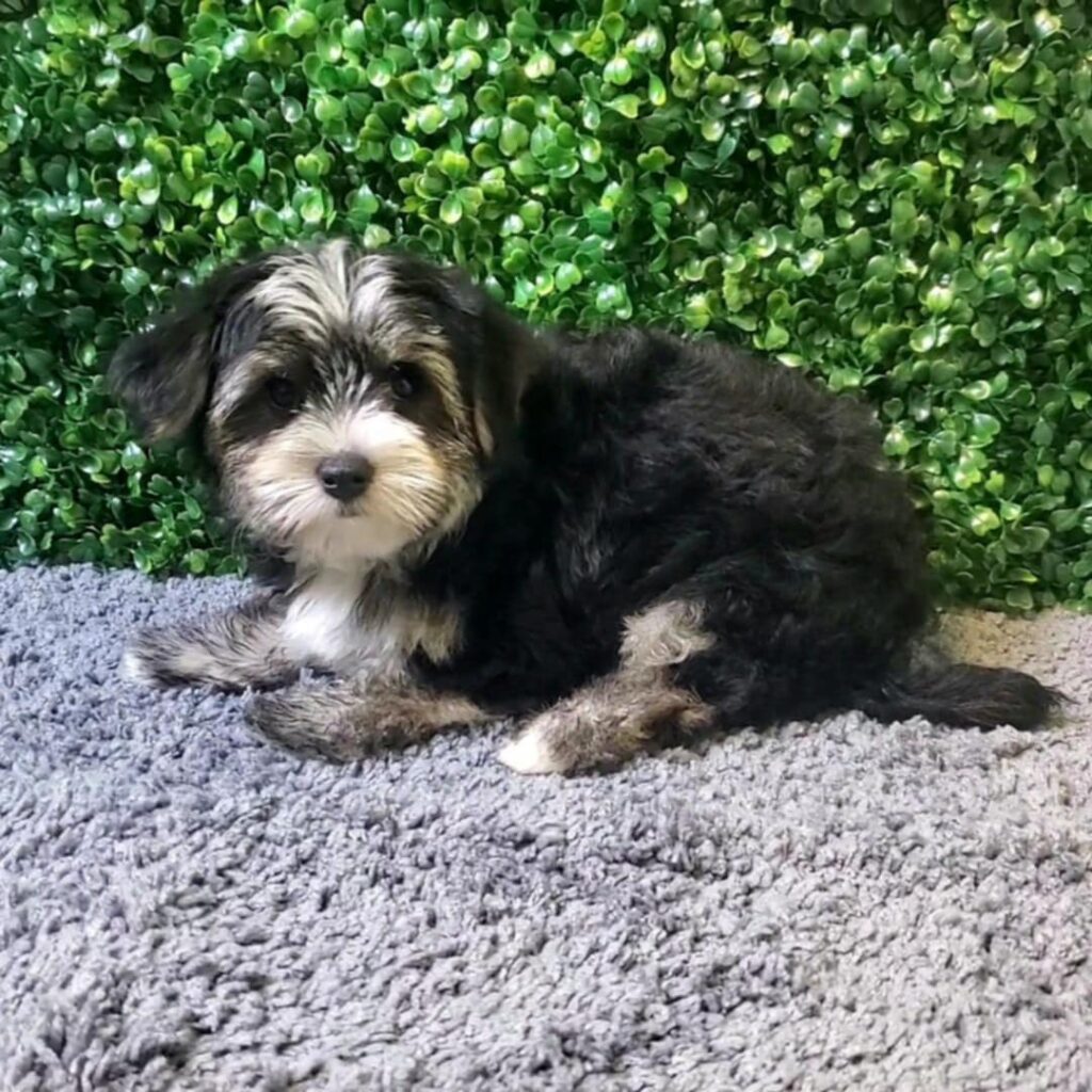 Adele - Morkie - Image 2