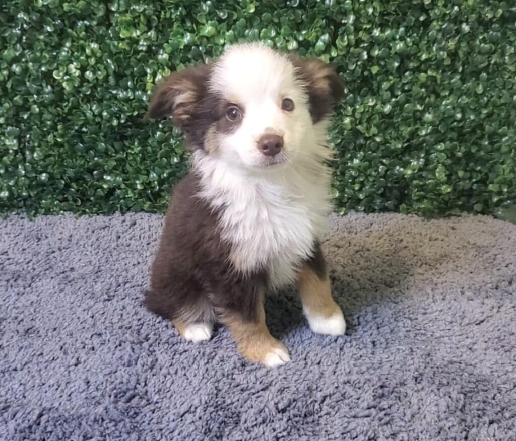 Copper - Miniature Australian Shepherd - Image 2