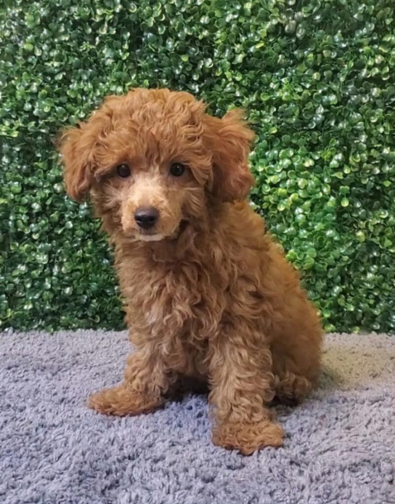 Odin - Toy Poodle - Image 2