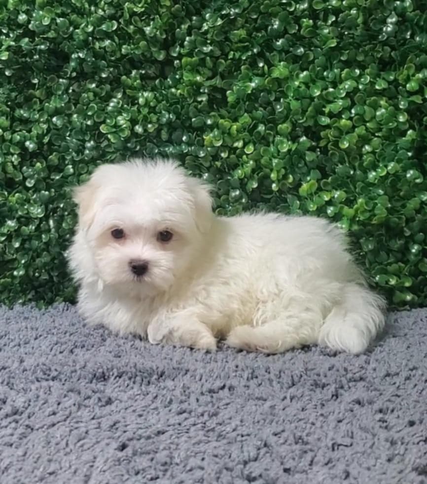 Bruno - Maltese - Image 1