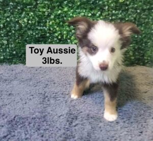 Miniature Australian Shepherd Puppy