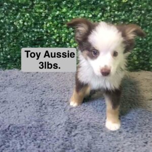 Miniature Australian Shepherd