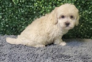 HavaPoo Puppy