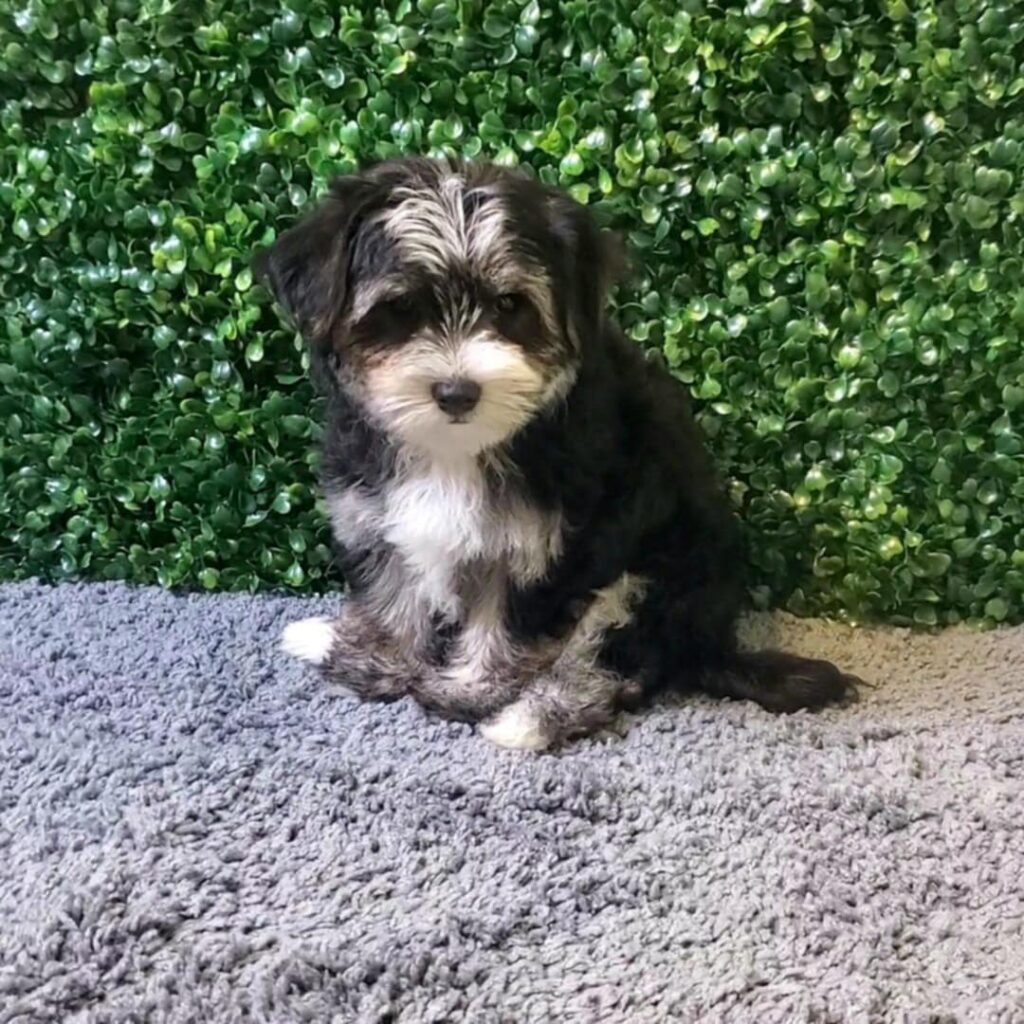Adele - Morkie - Image 1