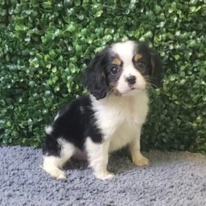 54-Cavalier King Charles